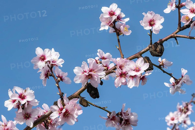 Almond blossom (Prunus dulcis), Rhineland-Palatinate, Germany
