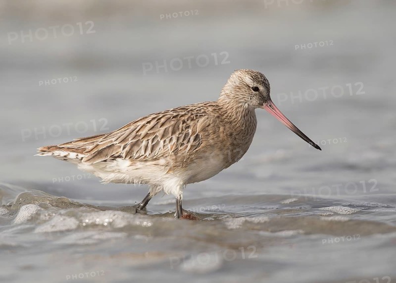 Bar-tailed Godwit (Limosa lapponica) foraging, Gambia