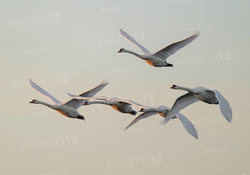 Mute swans (Cygnus olor) in flight, warm morning light, Lower Saxony, Germany