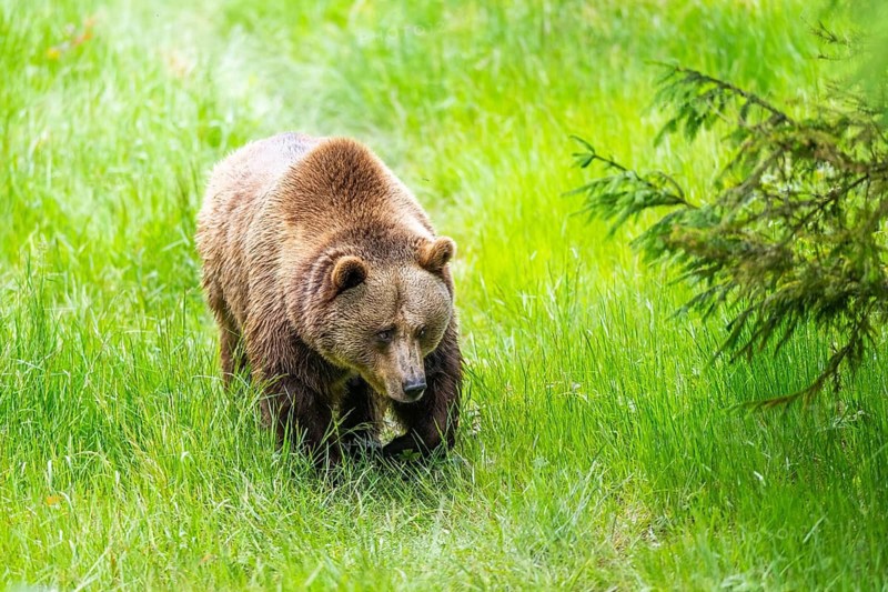Eurasian brown bear (Ursus arctos arctos) walking on a meadow, Bavarian Forest, Bavaria, Germany