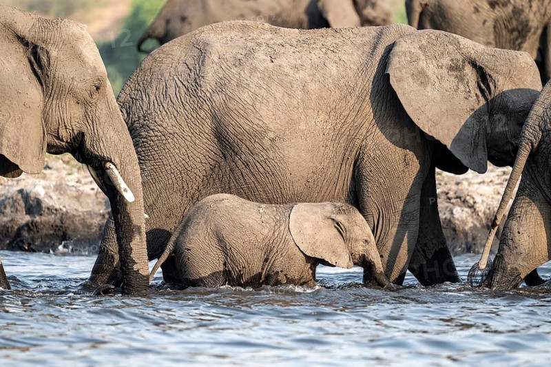 Herd of animals with young, African elephant (Loxodonta africana) drinking at the Chobe River, Ihaha, Chobe National Park, Botswana, Africa