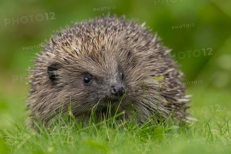 European hedgehog (Erinaceus europaeus) adult animal on a garden grass lawn, Suffolk, England, United Kingdom