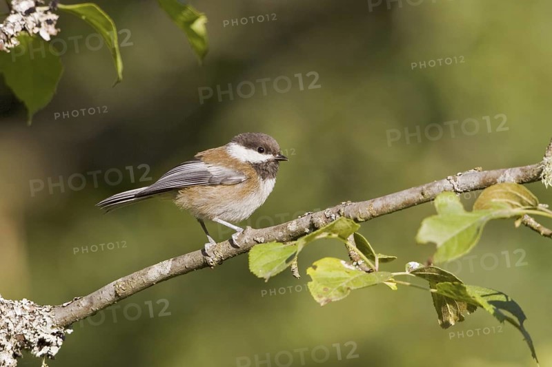 Chestnut-backed Chickadee (Poecile rufescens), British Columbia, Canada