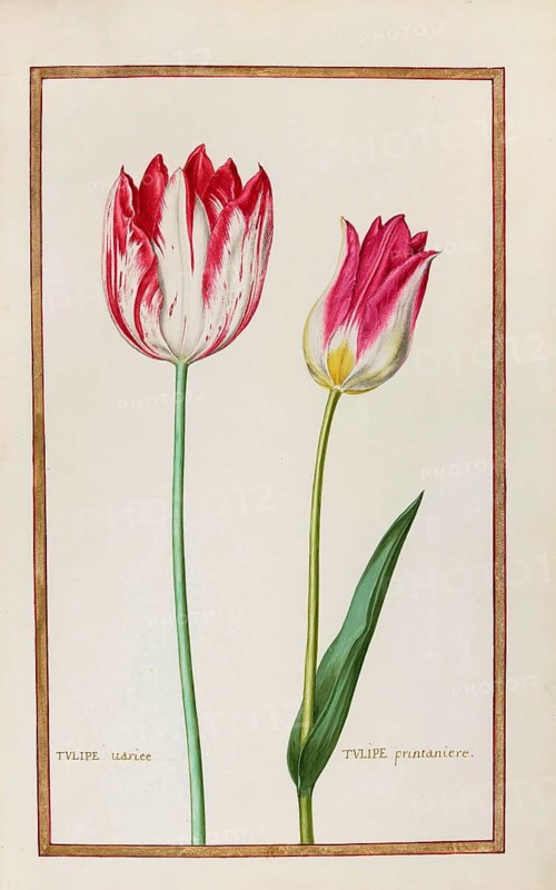 Tulips, Historical, digitally enhanced reproduction from Theatrum florae (1624) by Daniel Rabel (1578 - 1637)