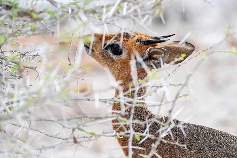 Damara dik-dik or kirk dik-dik (Madoqua kirkii), adult animal in the undergrowth, Etosha National Park, Namibia