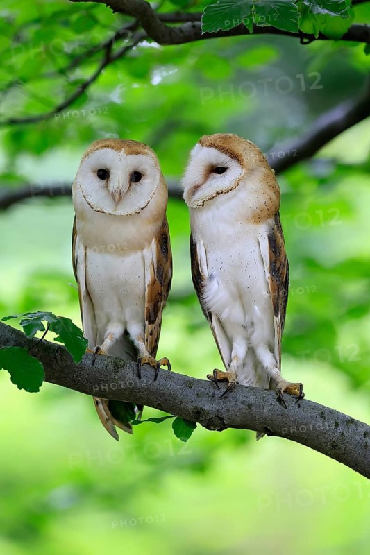 Barn owl (Tyto alba), adult, pair, vigilant, on tree, in summer, Šumava, Czech Republic