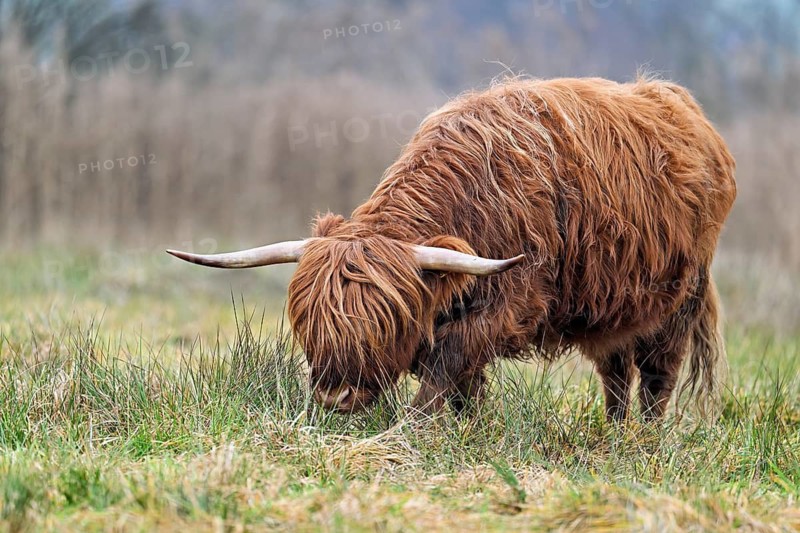 Highland cattle (Bos taurus), adult animal standing in a meadow, Reussspitz nature reserve, Maschwanden, Canton of Zurich, Switzerland