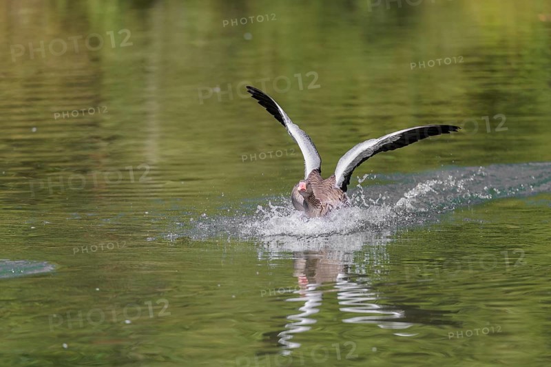 An adult greylag goose (Anser anser) lands on a lake on a sunny day. Bavaria, Germany