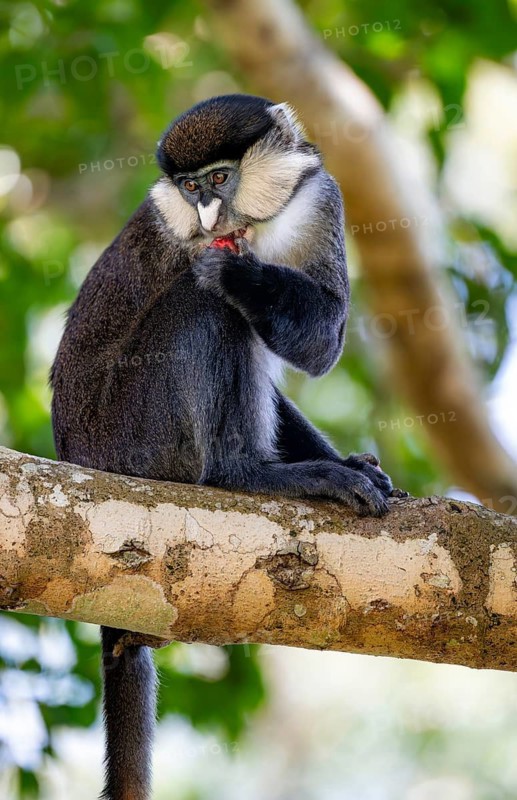 Red-tailed guenon or Congo white-nosed guenon (Cercopithecus ascanius schmidti), sitting on a tree, eating a fruit, Bigodi, Western Region, Uganda