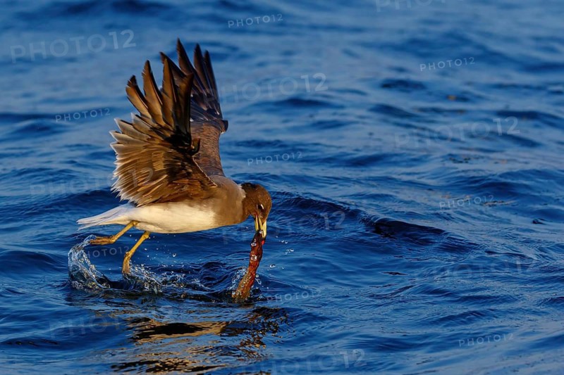 Hemprich's Gull, (Ichthyaetus hemprichii), (Larus hemprichii), Fish Eagle Gull Salalah, Off Mirbat, Dhofar, Oman