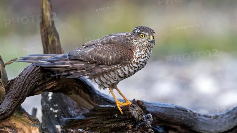 Eurasian Sparrowhawk (Accipiter nisus) female perched on a branch, Saxony-Anhalt, Germany