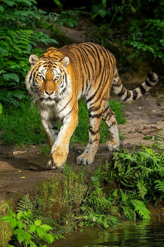 Siberian tiger or Amur tiger (Panthera tigris altaica) walking on the ground, Bavaria, Germany