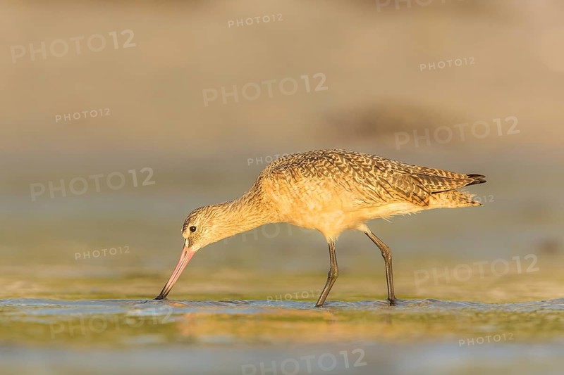 Marbled Godwit (Limosa fedoa) foraging, Florida, USA
