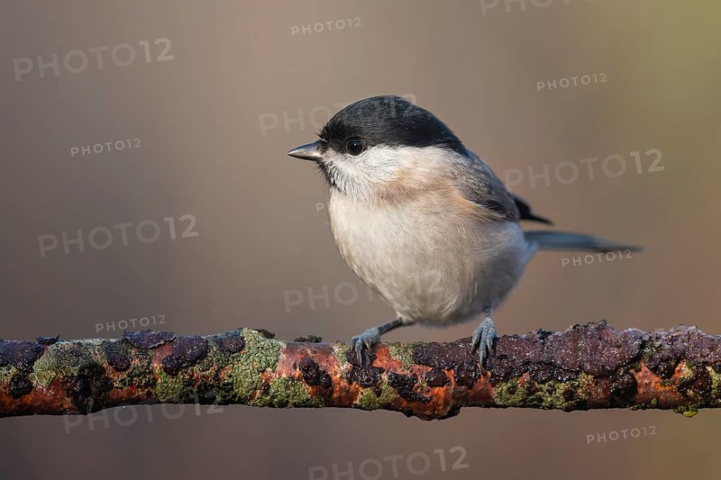 Willow Tit (Poecile montanus) perched on a branch, Lower Saxony, Germany