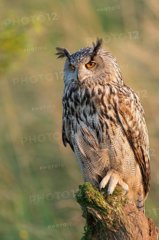 Eurasian Eagle-Owl (Bubo bubo) captive, Schwyz, Switzerland