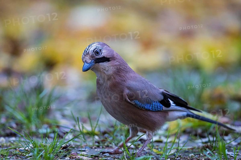 Eurasian Jay (Garrulus glandarius) perched on the ground, Bavaria, Germany