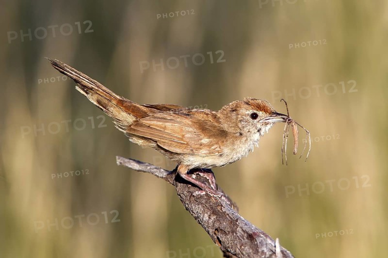 Spinifexbird (Megalurus carteri) with insect prey, Western Australia, Australia