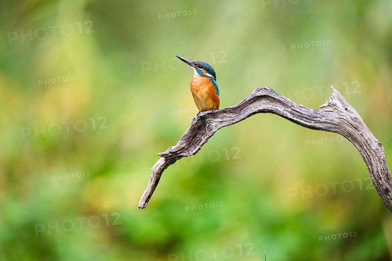 Common kingfisher (Alcedo atthis) sitting on an old wooden branch in late summer, wildife, Bavaria, Germany