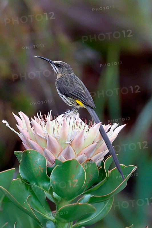 Cape Honeybird (Promerops cafer), adult, male, on flower, Protea, vigilant, Kirstenbosch Botanical Gardens, Cape Town, South Africa