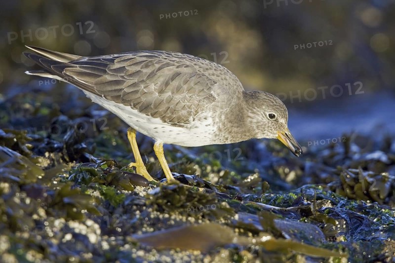 Surfbird (Calidris virgata), British Columbia, Canada