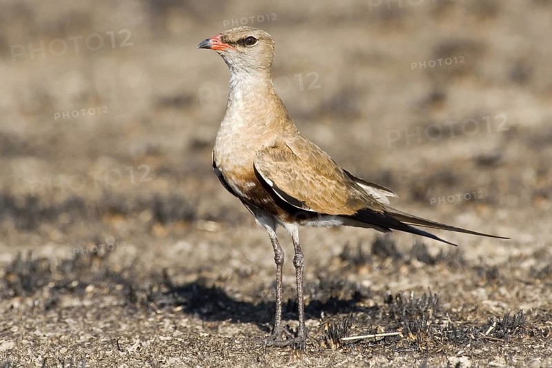 Australian Pratincole (Stiltia isabella), Western Australia, Australia