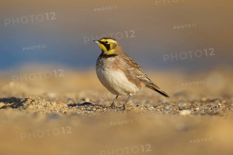 Shore lark or Horned lark (Eremophila alpestris) adult bird on a beach, Suffolk, England, United Kingdom