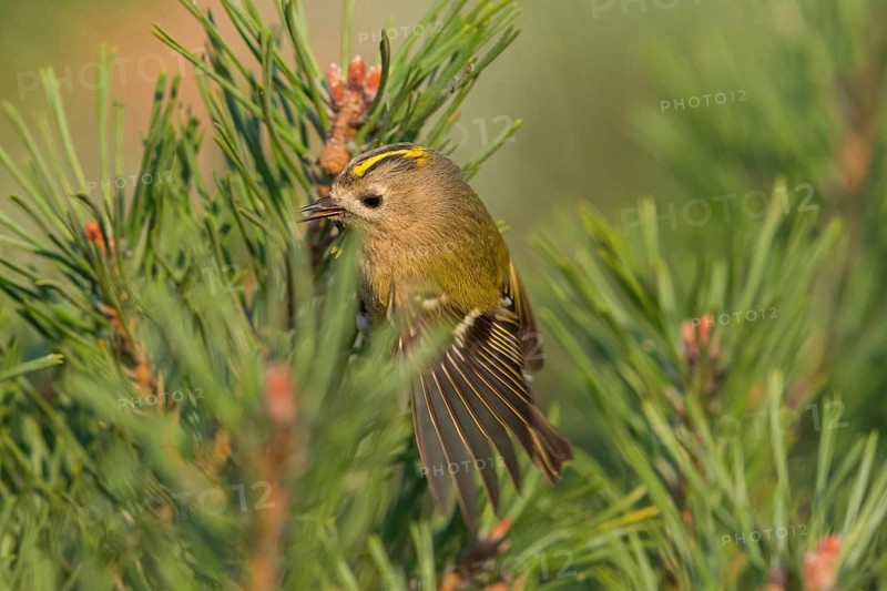 Wintergoldhähnchen, Goldcrest, Regulus regulus, Roitelet huppé, Reyezuelo Sencillo