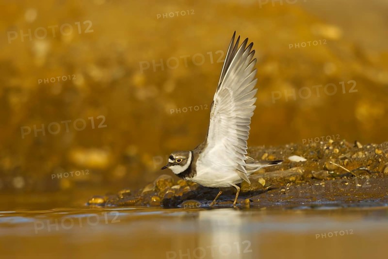 Little Ringed Plover (Charadrius dubius) female foraging, North Rhine-Westphalia, Germany