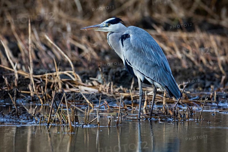Grey heron (Ardea cinerea) Germany