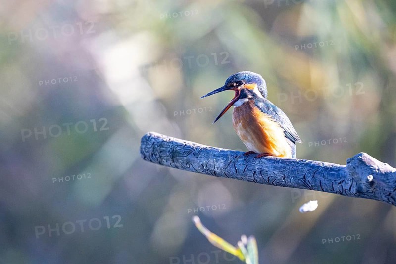 Kingfisher (Alcedo atthis) wbl Germany
