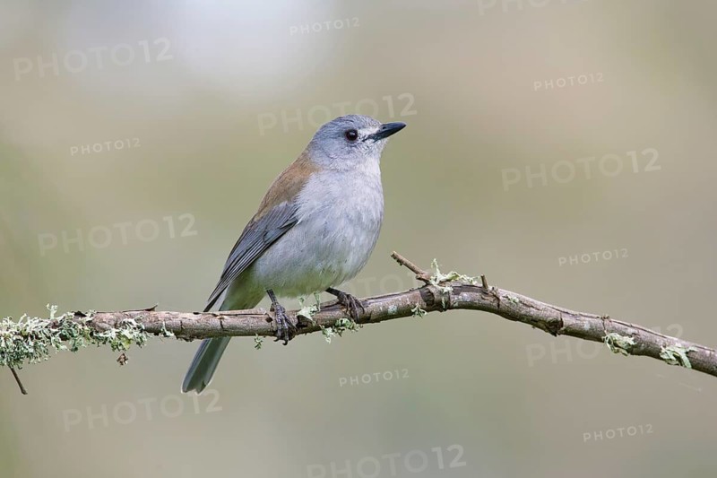 Grey Shrikethrush (Colluricincla harmonica), Victoria, Australia