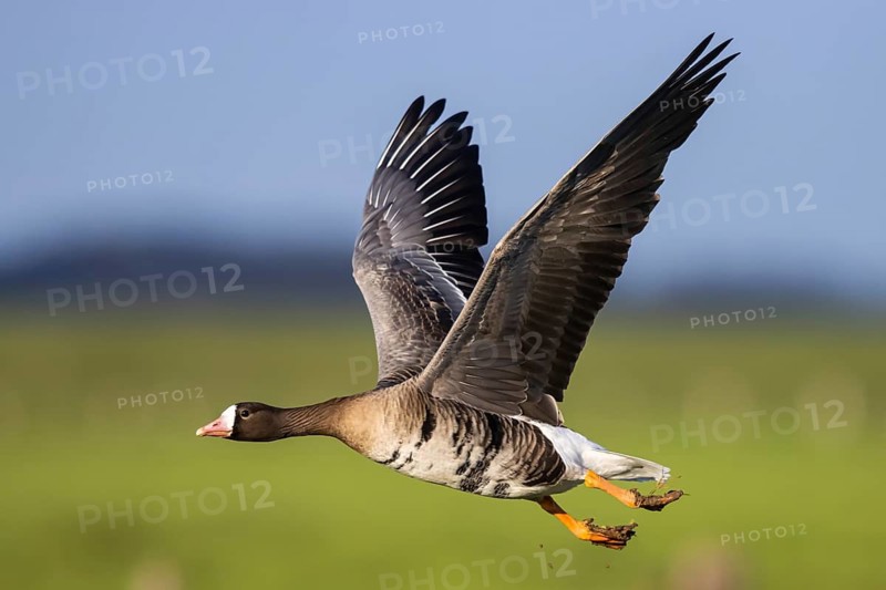 Greater White-fronted Goose (Anser albifrons) flying, North Rhine-Westphalia, Germany