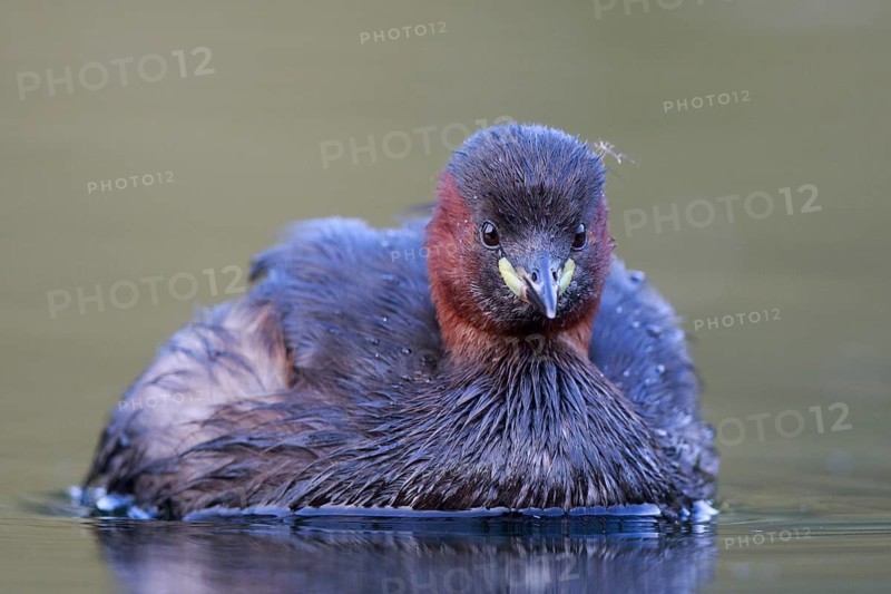 Little Grebe (Tachybaptus ruficollis), North Rhine-Westphalia, Germany