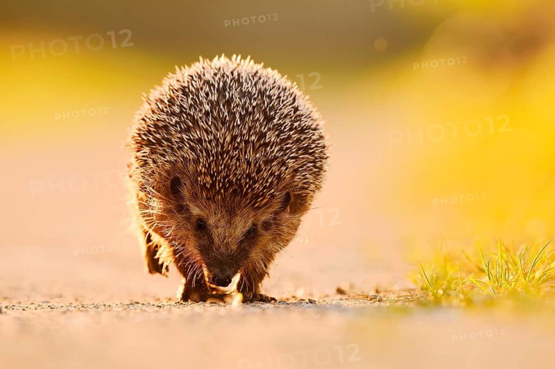 Brown-breasted hedgehog or Western European hedgehog (Erinaceus europaeus), North Rhine-Westphalia, Germany