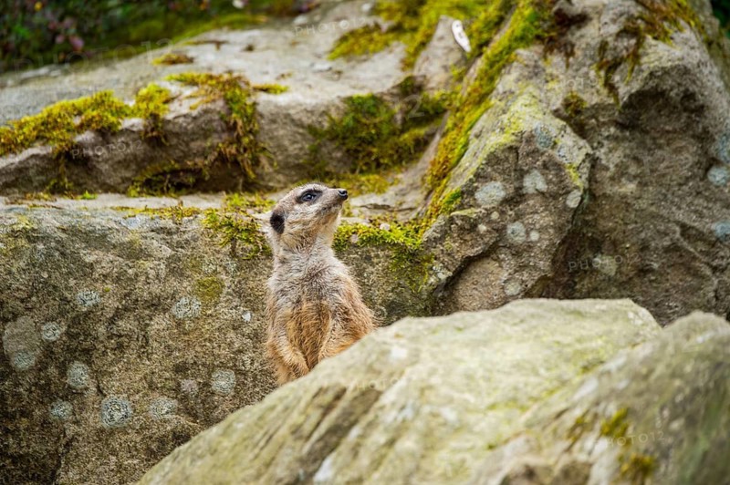 Meerkat (Suricata suricatta) standing between rocks looking around, curious, Germany