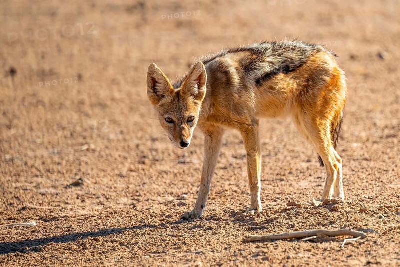 Black-backed jackal (Canis mesomelas), Kgalagadi Transfrontier National Park, Northern Cape, South Africa