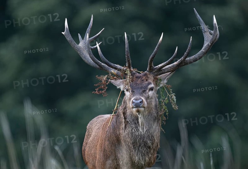 Red deer at the rutting 2025, London, Great Britain
