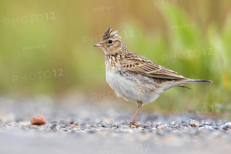 Eurasian Skylark (Alauda arvensis) male perched on the ground, Poland