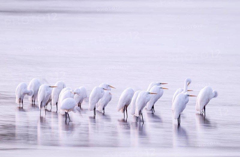 Great White Egret (Ardea alba) many birds are standing in the shallow water zone of a lake in front of sunrise, motion blur, long exposure, dragging, wiping effect, Lower Saxony, Germany