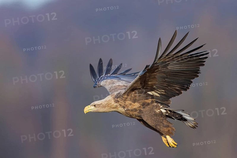 White-tailed eagle, hawk family, animals, birds, birds of prey, (Haliaeetus albicilla), biotope, habitat, foraging, centrapoles, Kutno, Lodz, Poland
