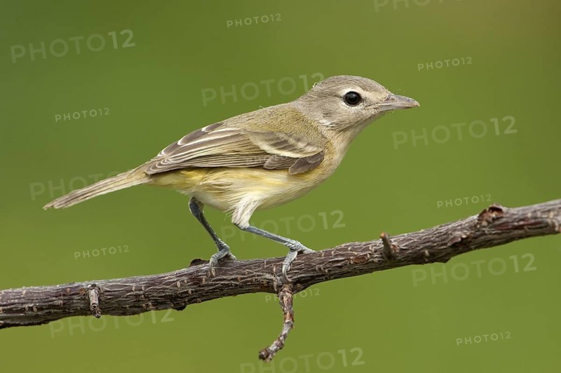 Bell's Vireo (Vireo bellii), Texas, USA