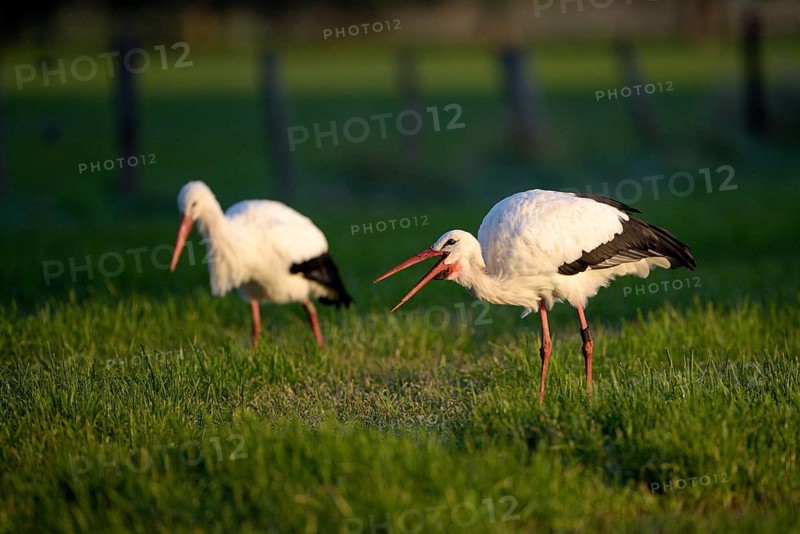 Weissstorch (Ciconia ciconia), White Stork, adultes Paar bei der Nahrungssuche, Oktober, NSG Dingdener Heide, Nordrhein-Westfalen, Deutschland