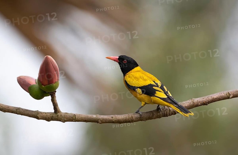 Black-hooded Oriole (Oriolus xanthornus) perched near a red flower, sreepur, Gazipur, bangladesh