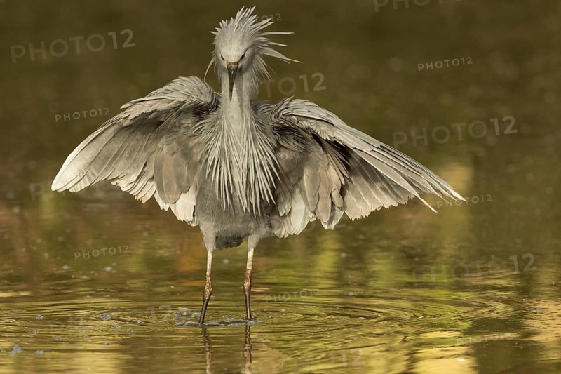 Black Heron (Egretta ardesiaca) foraging, Gambia