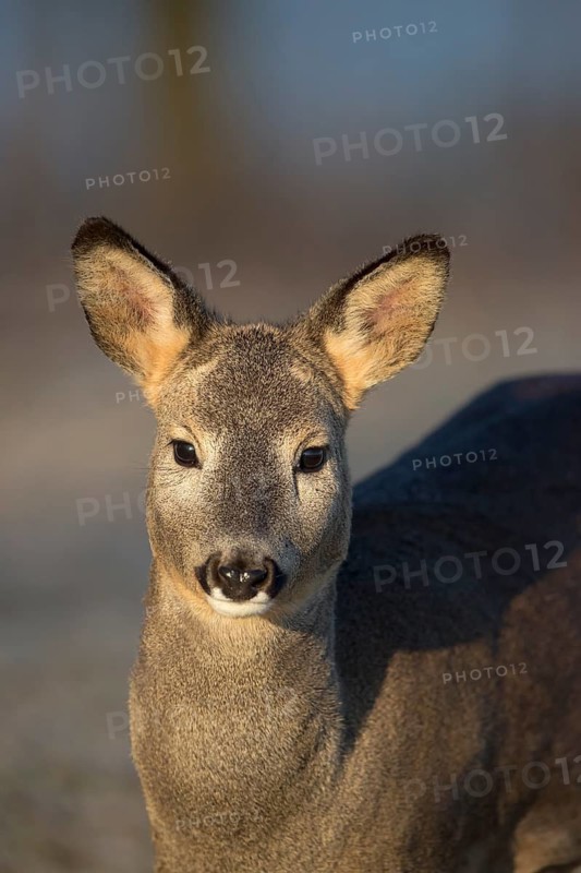 Portrait of a female Roe Deer, Roe deer doe (Capreolus capreolus) in first morning light. Some green vegetation in the distant background