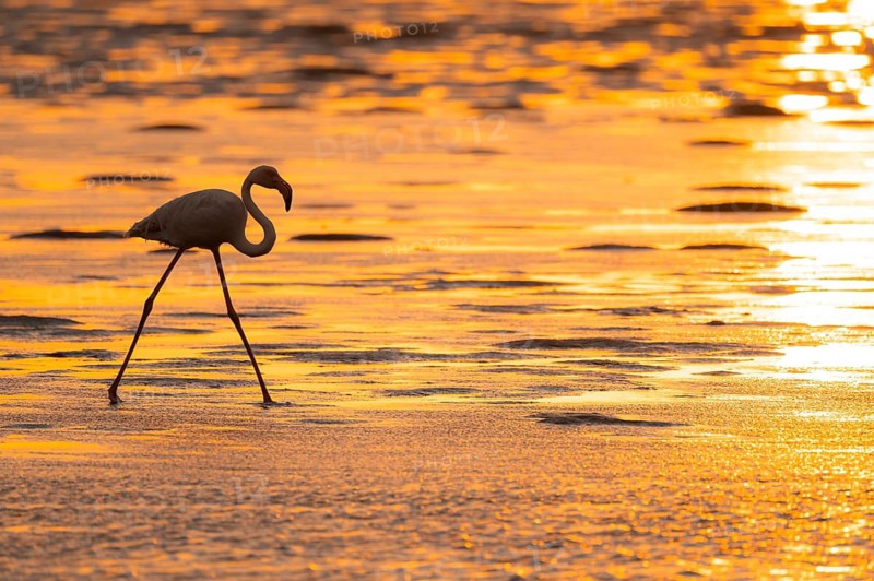 Pink flamingo (Phoenicopterus roseus) against the light, sunset, lagoon at Walfish Bay, Erongo, Namibia