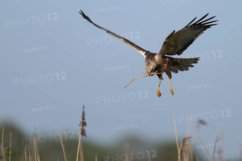 Marsh harrier (Circus aeruginosus), Texel, Netherlands