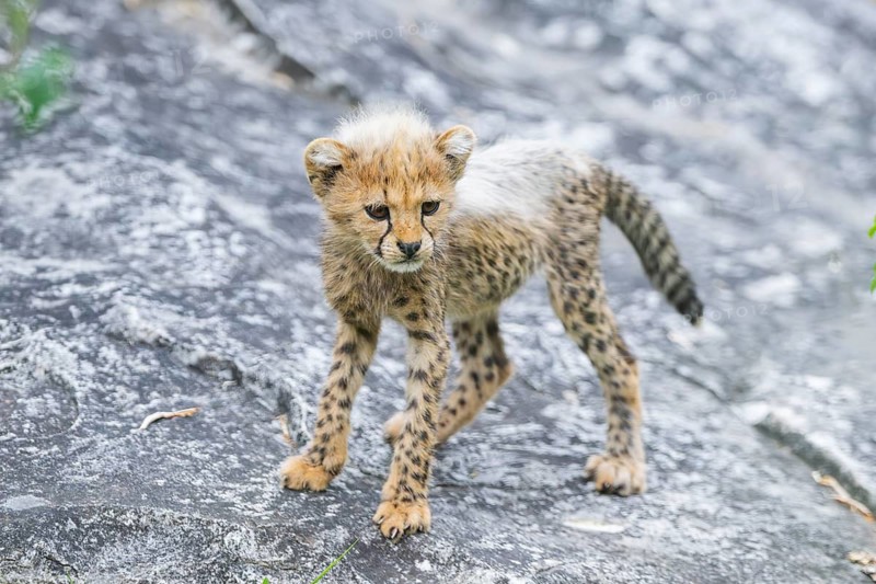Cheetah (Acinonyx jubatus) youngster walking on a rock, captive, occurrence Africa
