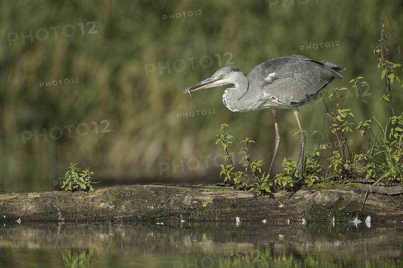 Grey Heron (Ardea cinerea), Saxony, Germany