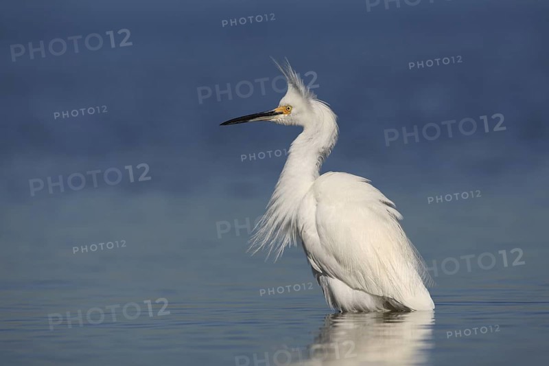 Snowy Egret (Egretta thula), Florida, USA